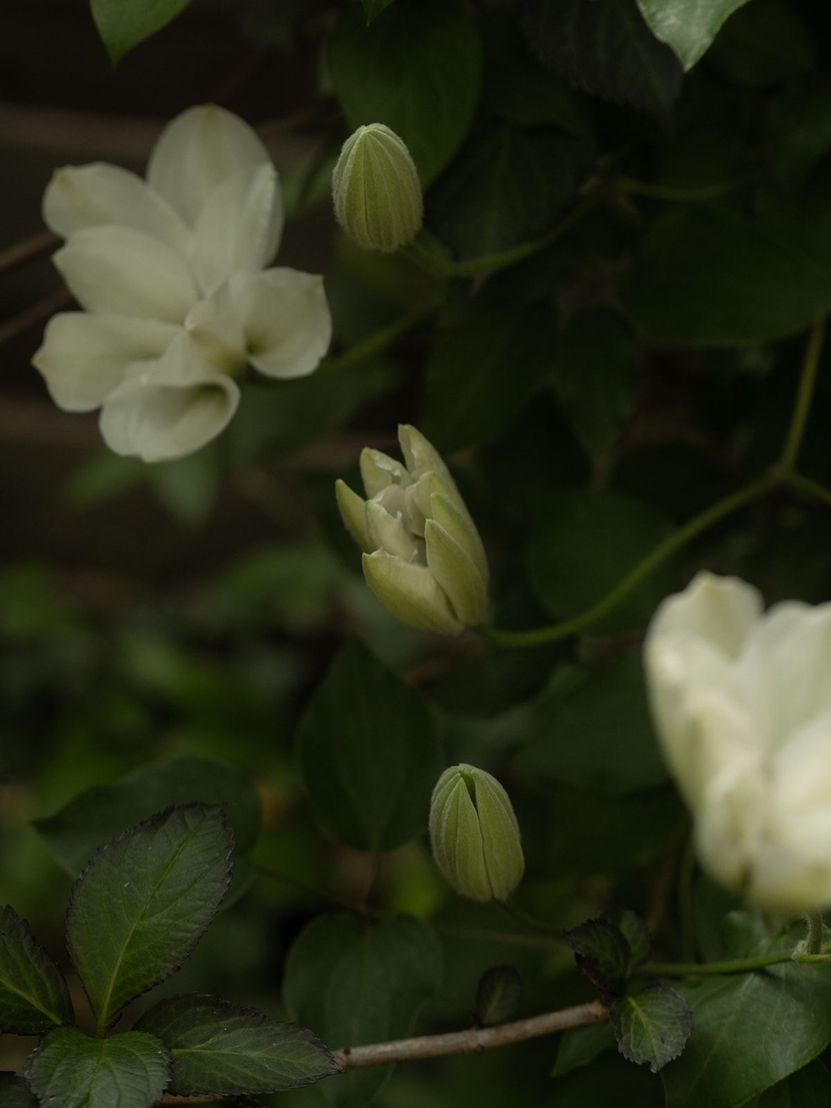 Love Story – Natur